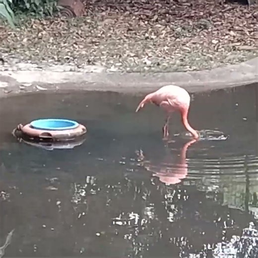 Flamingo of Kadoorie Farm