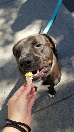 Check out this fun video of our shelter dogs enjoying Medi-Crunch Treat Pouches that look like tiny ice cream cones being served by Animal Care and Enrichment Coordinator Shonee Turner! These tasty treats make medication time a fun and exciting experience for our furry friends at Blue Mountain Humane Society. Our dedicated veterinary and animal care teams works tirelessly to provide the best possible care for our shelter animals, from post-operative medications to managing existing health issues