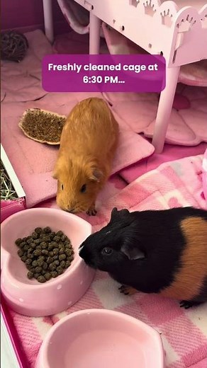 5 things I wish I knew BEFORE getting guinea pigs…