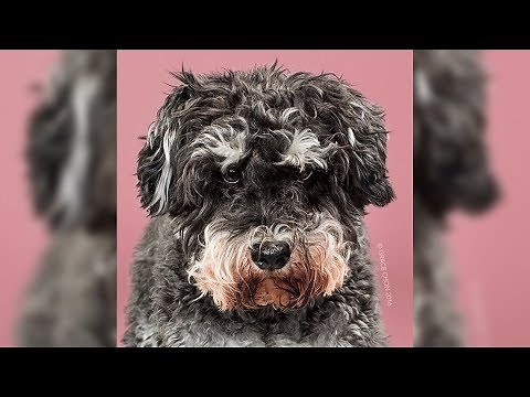 Die Frau nimmt sich die Hunde vor und macht etwas Unfassbares