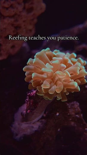 Slow Growth Is Still Growth ☺️ #fyp #coral #growth #reeftank #aquarium #saltwateraquarium #timelapse
