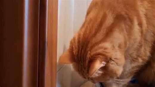 Cat squeezes into the tiniest box