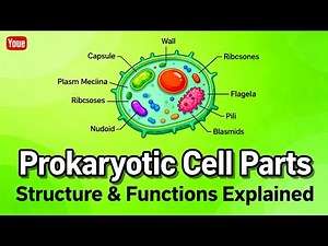 "Prokaryotic Cell: Parts and Their Detailed Functions Explained"