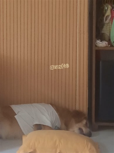 Barking While Sleeping: A Hilarious Dog Moment