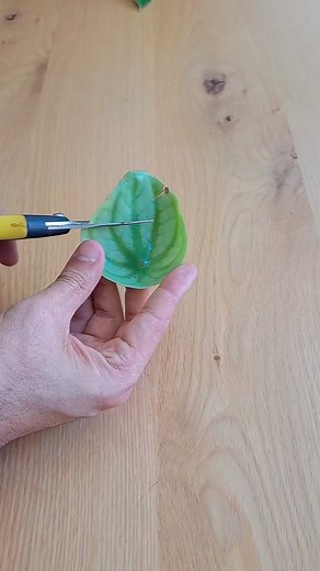 97K views · 42K reactions | How to propagatate a #peperomia  Have you ever tried this method? This plant can grow from half of a leaf, it’s so amazing! : @planteroyyo #propagation #planttips #planthack #houseplantcommunity #houseplanthobbyist | Houseplantparadise | Facebook