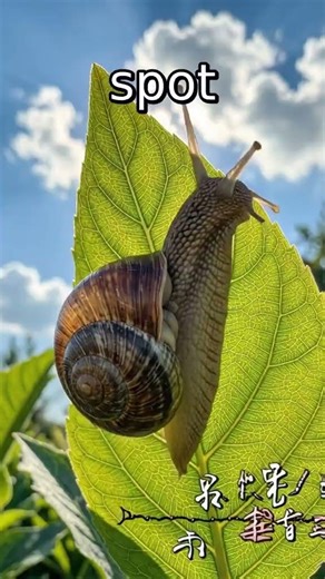 Snails Can Sleep for Up to Three Years Without Eating! #slop