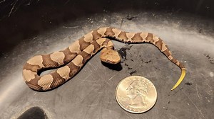 NC’s baby copperhead season is here, so you might see some more snakes. What to know