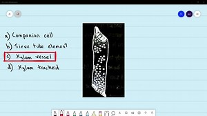 The given figure shows which of the following cells? (a) Companion cell (b) Sieve tube element (c) Xylem vessel (d) Xylem tracheid | Numerade