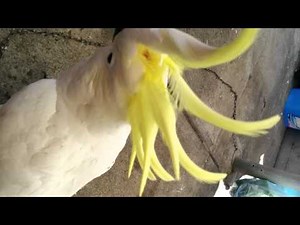 Parrot speaks Greek!! Παπαγάλος μιλάει ελληνικά!!