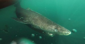 Gặp gỡ "cụ" cá mập 392 tuổi đã sống qua 4 thế kỷ - CÁ MẬP 400 TUỔI, CA MAP 400 TUOI