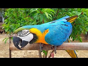 Our Talking and Whistling Blue and Gold Macaw Rio | Macaw Natural Voices