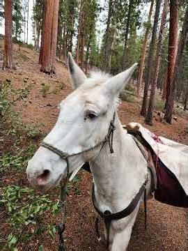 Pringle Butte, Twin Lakes Pack saddle training. Mule training.