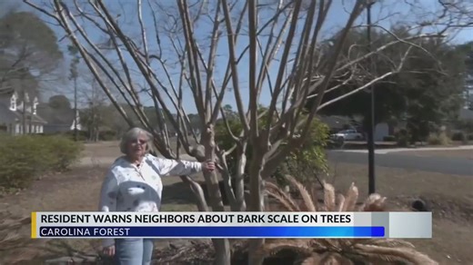 Resident warns about bark scale on crapemyrtle trees in Horry County neighborhood