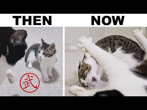 From Kittens to Warriors: Mila and Pusiс's Year-Long Battle!