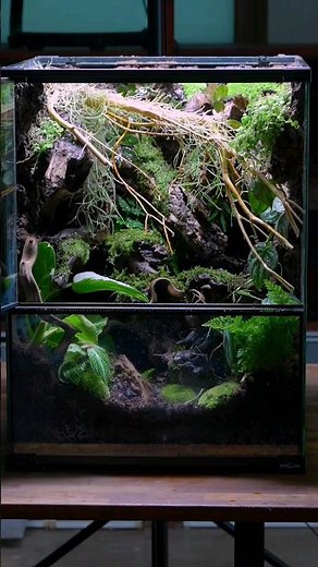 How To Make a Crested Gecko Vivarium 🌿