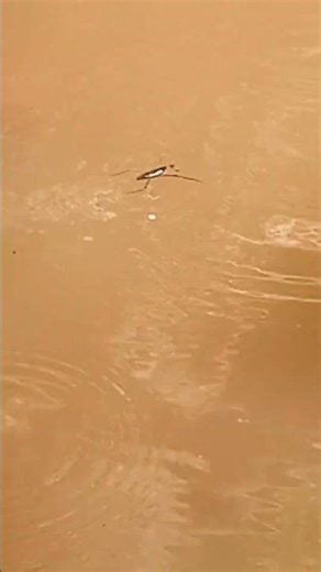 A shiny water strider hunts on the surface of a stream in New Mexico