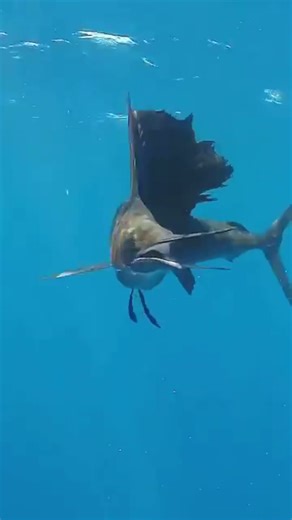 before and after animal growth #animals #transformation #wildlife #animaljourney #edit