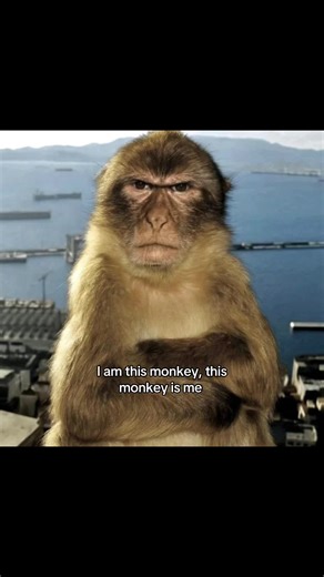 Epic Monkey Memes That Perfectly Capture Reactions