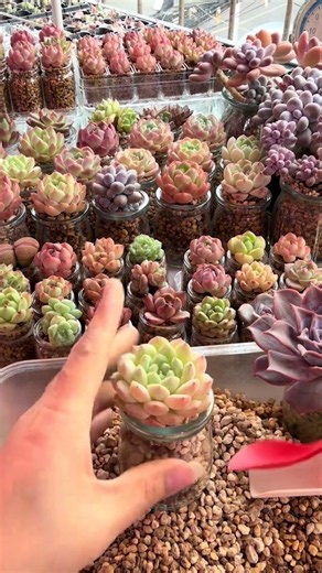 How to Repot Succulents: Easy Step-by-Step Guide! 🪴