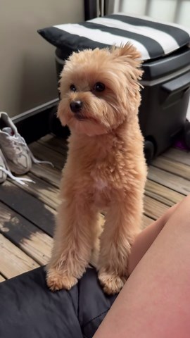 Playful and cute: Barney the Pomapoo in action