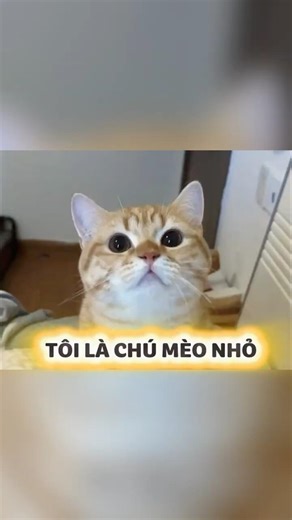 Tôi là chú mèo nhỏ #animals