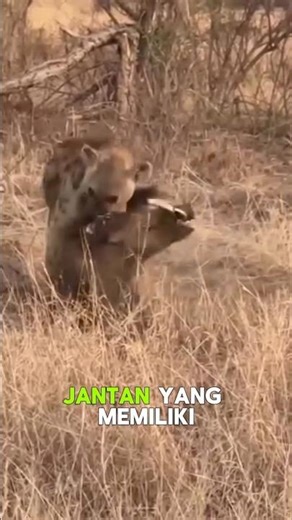hyena hunting wild boar // hyena ini sangat pemberani #wildlife #animals