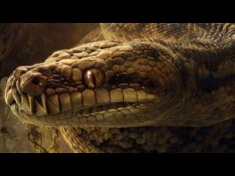 This Incredible Python Can Climb Trees Like a Predator From Another World!