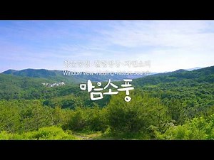 자연의 소리, 숲속 새소리 1시간 - 새소리로 마음을 쉬게 하는 자연 ASMR | 자연풍경영상, ASMR, 힐링영상, 창문풍경영상🕊️마음소풍