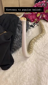 92K views · 1.5K reactions | So cute  Credit: @montythepython | Perfect World | Facebook