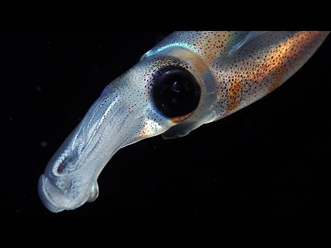 Facts: The Bigfin Reef Squid