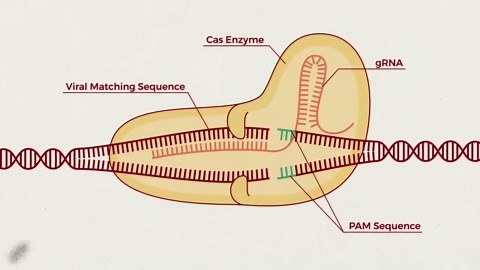 How Gene Editing Is Curing Disease