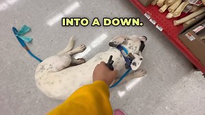 We visit Petco with Mike and focus on practicing his heel command and stationary commands like down-stay, even with distractions like food and people around. We discuss the importance of managing your dog's arousal level in new and exciting environments, and how to use the remote clicker to reinforce good behavior. | Julie's K9 Academy - Dog Training
