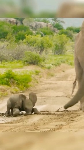 Baby Elephants on Instagram: "“Oh my goodness that’s so embarrassing, do you think anyone saw?!” 🐘 #babyelephant #elephant #cute #cuteanimals #animalsofinstagram #elephants #babyelephants #babyanimals #animals #animallove #wildlife #natgeo #nationalgeographic #wildlifelovers #baby #favourite #iloveanimals #cuteness #bekindtoelephants #elefante #elefantes #elephanta #éléphant #happy #savetheelephants #dswt #象 #nature #saveelephants"