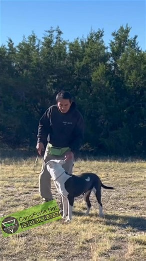 Choke Chain. Timeless & Classic tool often overlooked and misused, can have tremendous benefits in some situations. Personally, I am more partial to the choke chain than the prong collar. #americanbulldog #dog #dogtraining | W.a. Garrido