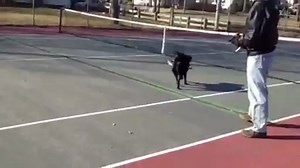 BooBoo Chasing Go-Go Dog Pals