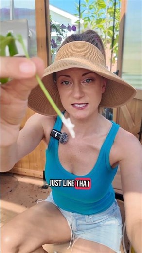 how to propagate maypop vine cuttings! (passiflora incarnata) #mybackyardgarden #plantpropagation