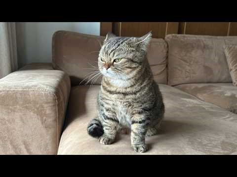 You Won’t Stop Laughing at These Cats 🤣 | Best Cat Videos 2026