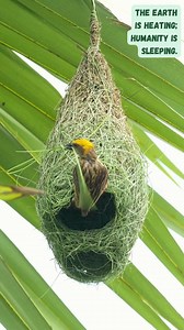 232K views · 3.8K reactions | The Sky’s Little Engineer ⚒️ Baya Weavers build not just nests, but legacies—homes of love, safety, and strength. #NestBuilding #BirdLife #AvianArchitects #BayaWeaver #natureinspired | Go Green Forlife | Facebook