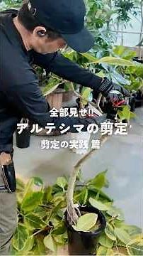 [The Ultimate Guide] Expert Grower's Tutorial: How to Prune Your Ficus Altissima (Size 8 Pot)