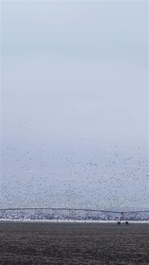 Have You Ever Snow Goose Hunted? #birds #goose #wildlife #migration #spring