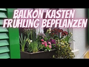 Planting a balcony box in spring - DIY instructions for simple spring planting