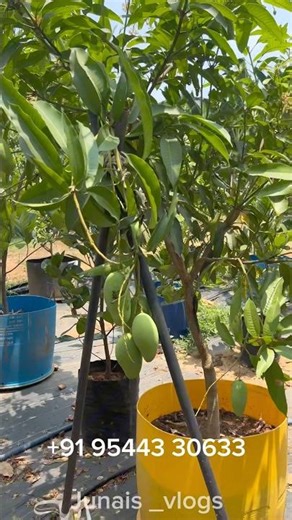 കായ്ച്ചു നിൽക്കുന്ന കാട്ടിമൂൺ തൈകൾ |￼ only ₹3000 #kerala #plants #reels