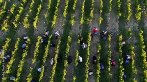 Aerail view Grape picking, grape harvesting, Farmers and workers collect ripe bunches of red grapes and throw them into the tractor trailer, Wine industry, High quality 4k footage