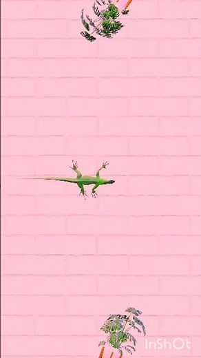 Cat Games 🐱 | Cat TV for Cats to Watch | Relaxing Cat Birds Watching | Cat Video for Cats to Watch4K