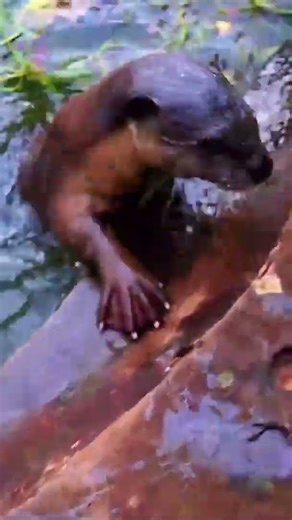 Otter #babymonkey #babyanimal #animallife #cute #animals