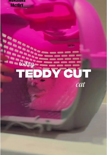 Kitty with her new teddycut ! 🧸✂️ She enjoying her good time grooming and haircut at Monsters Factory ✨ Come book your appointment or walk in at Monsters Factory 🤍