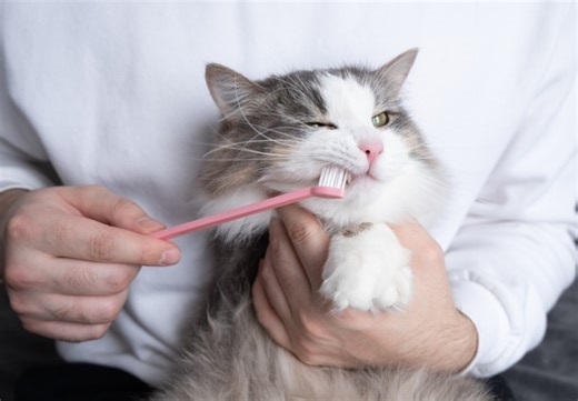 Cat Teeth Cleaning: A Complete Guide to Cat Dental Care l Chewy