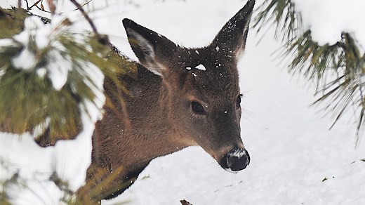 What are the key dates for Alabama 2025-26 hunting season including for deer, turkey and waterfowl
