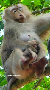 Oh My God! Bad Mom Rose Attacks Rina So Hard, Rina Crying in Pain and Almost Died, Shocking Monkey Fight Caught on Camera, Why Did This Terrible Incident Happen? | Monkey Of Cambodia