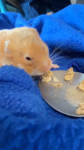 Juliana's Animal Sanctuary on Instagram: "Why Hamsters Sometimes “Hibernate” Even Indoors Even when rescued hamsters live in a safe, warm environment, their little bodies can still go into torpor — a kind of hibernation response. It’s not true sleep or rest. It’s their body’s emergency survival mode, usually triggered when the temperature drops below 20°C (68°F) or when they feel stress, weakness, or sudden changes in light or food. When this happens, they become completely still and cold to the